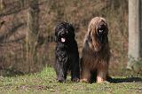 BRIARD 060